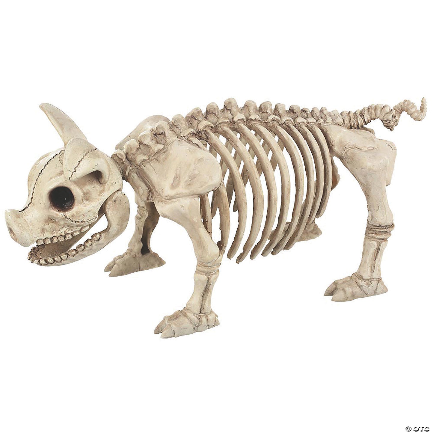 Pig Skeleton