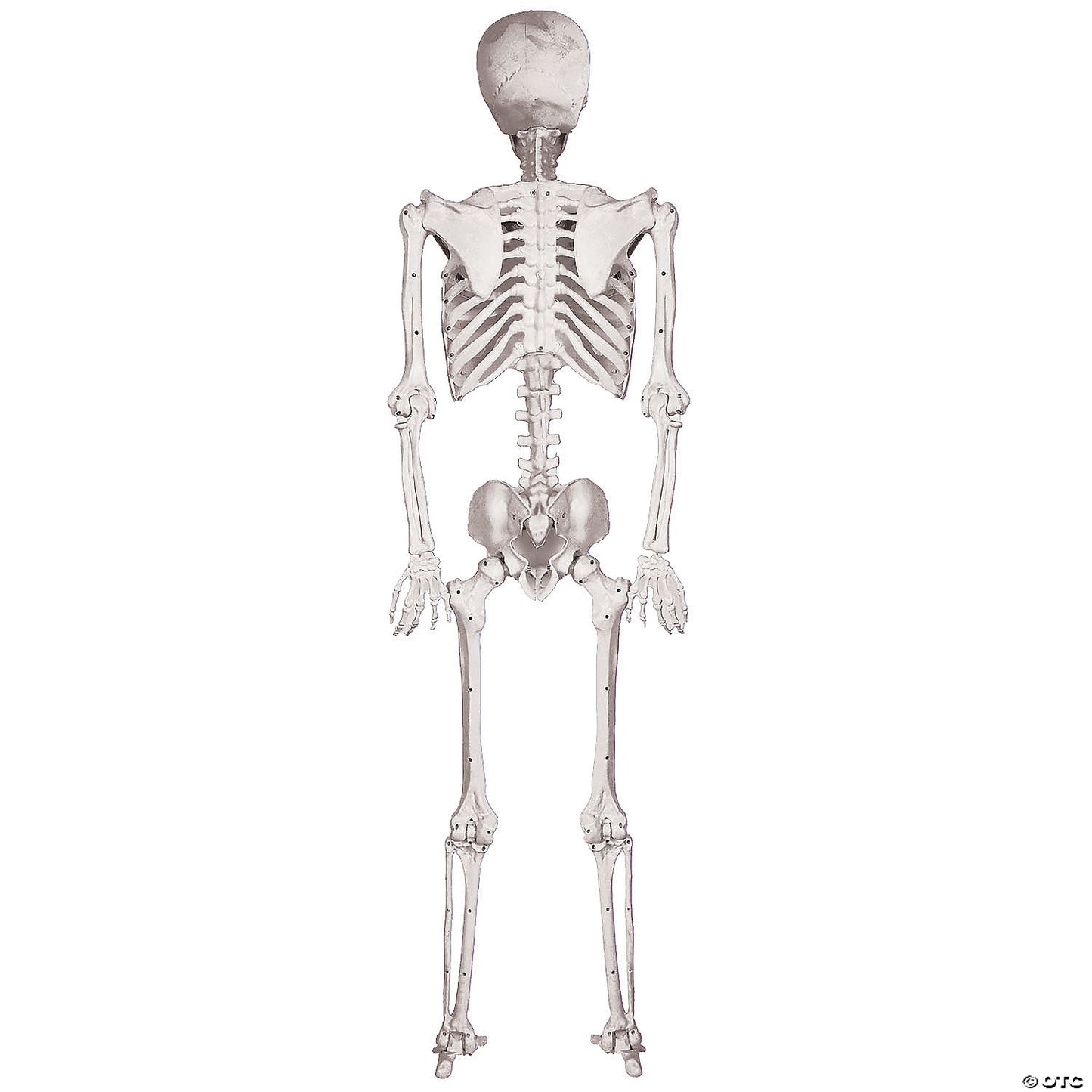 Skeleton Pose And Hold Decoration